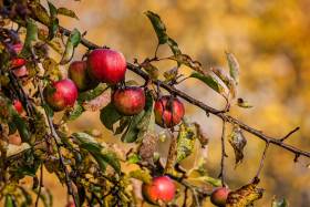 Herbst-2