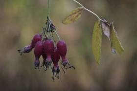 Herbst_Ausgeblueht