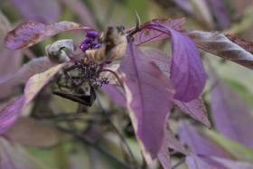 Herbst_Herbsfarben
