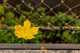 Herbst