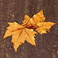Herbst2