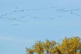 Herbst_DSC07913