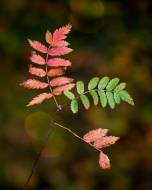 herbst_2