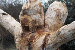 Holzkoepfe