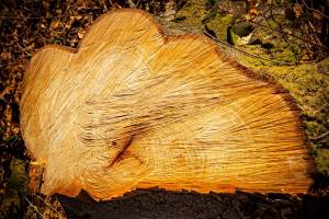 RVS_Holz1