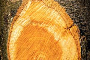 RVS_Holz2
