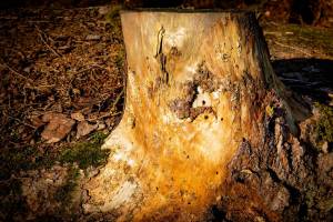 RVS_Holz3