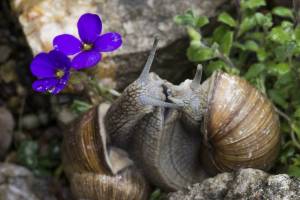 Lass-Blumen-sprechen