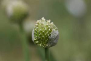 2-Ursula-Meyer-monochrom-Pflanze