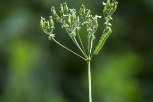 versteckt-im-gruen