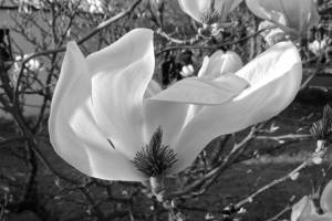 IMG_5302_SW