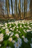 Hartmut Kaiser_Buschwindroeschen-gezogen-01-DSC_9569-01
