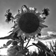 DSC_4030-01-sw