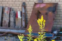 WMI_Natur-mit-rostigem-Eisen1-