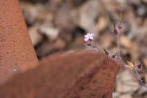 WMI_Natur-mit-rostigem-Eisen10-