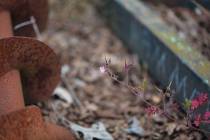 WMI_Natur-mit-rostigem-Eisen11-
