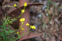 WMI_Natur-mit-rostigem-Eisen12-