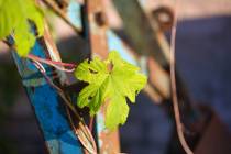 WMI_Natur-mit-rostigem-Eisen3-