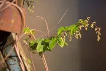 WMI_Natur-mit-rostigem-Eisen4-