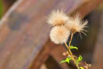 WMI_Natur-mit-rostigem-Eisen7-