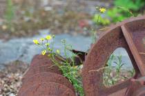 WMI_Natur-mit-rostigem-Eisen8-