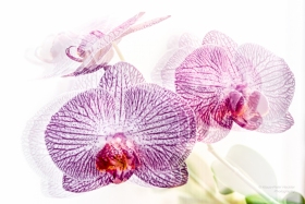 Orchidee_1