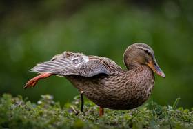 3-Ente