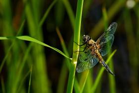Tiere-vor-der-Haustuer-DSC_1013-01