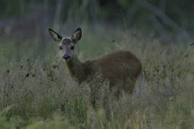 Tiere-vor-der-Haustuer-DSC_2164-02