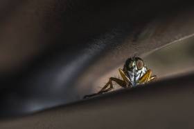 Tiere-vor-der-Haustuer-3