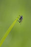 Fliege