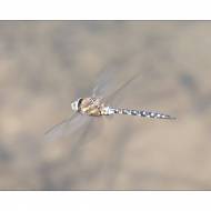 Libelle2_#
