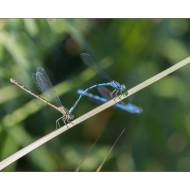 Libelle3_#