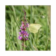 Schmetterling_#