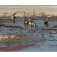 Vogelbad-02_#
