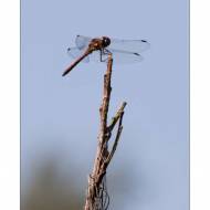 libelle1_#