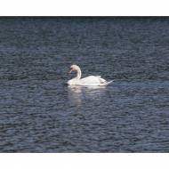 schwan_#