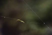 Morgentau (10)_#