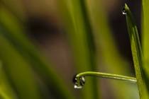 Morgentau (3)_#