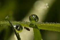 Morgentau (4)_#