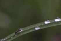 Morgentau (5)_#
