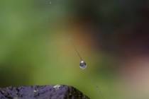 Morgentau (9)_#