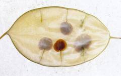 RVS_Silbertaler-105