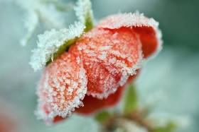 Frost_1