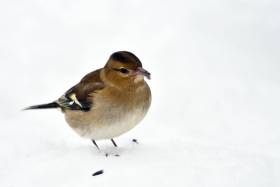 Vögel im Schnee