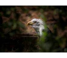 Weisskopfseeadler