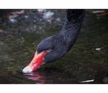 schwarzer Schwan