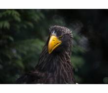 Riesenseeadler