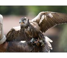 Jungfalke