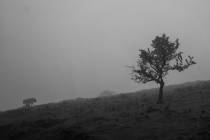 Bild 16 Hollager Berg im Nebel